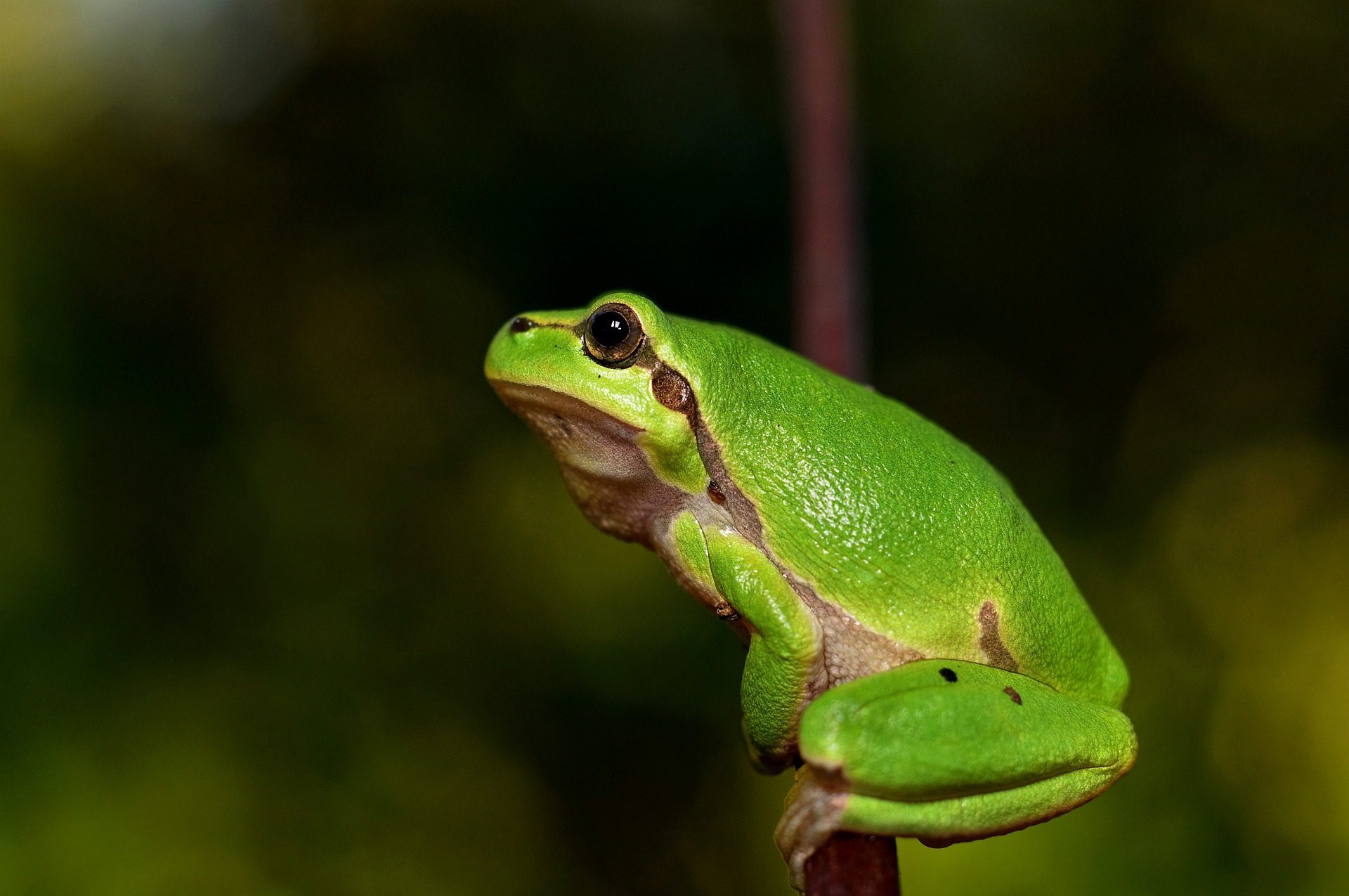 12 Best Screaming Frog Alternatives – SEO Sandwitch